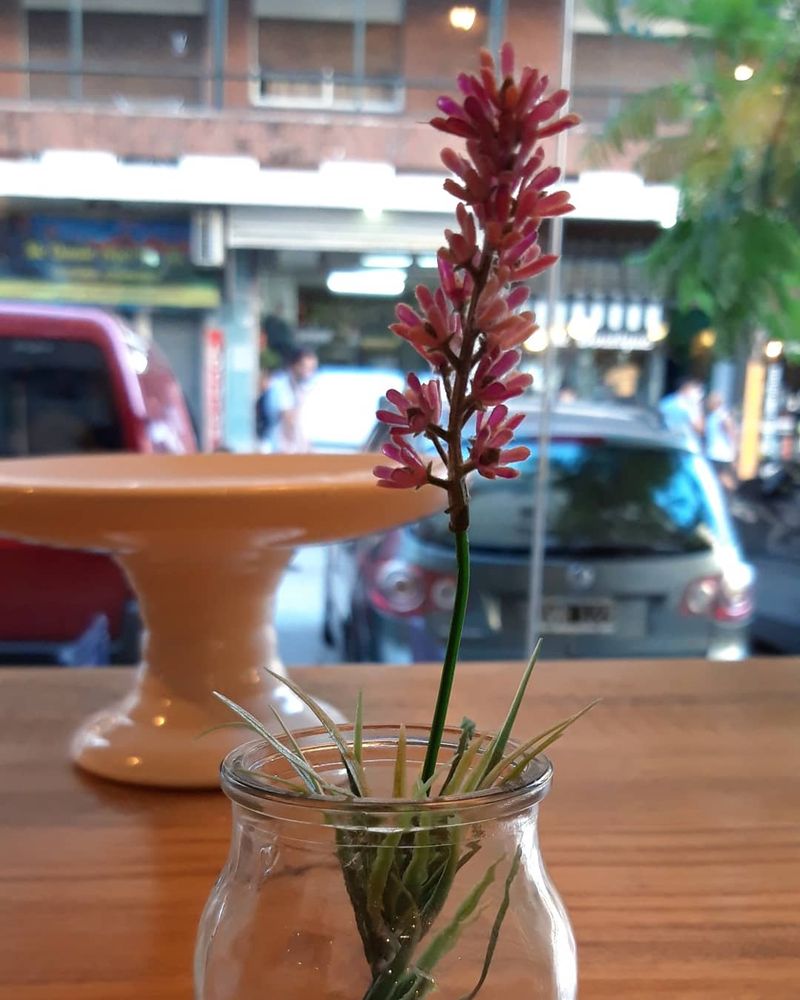 Angélica Café