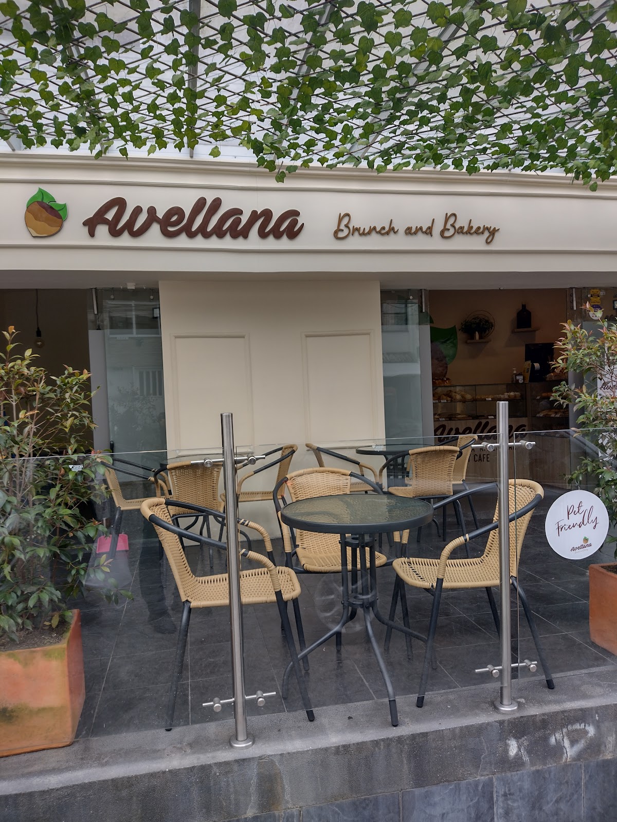 Avellana