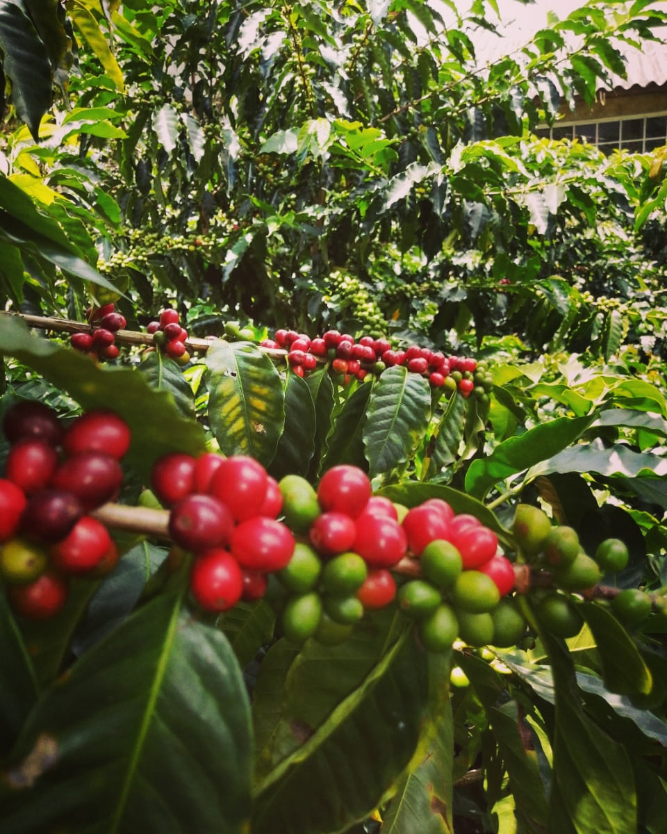 Café La Susanita