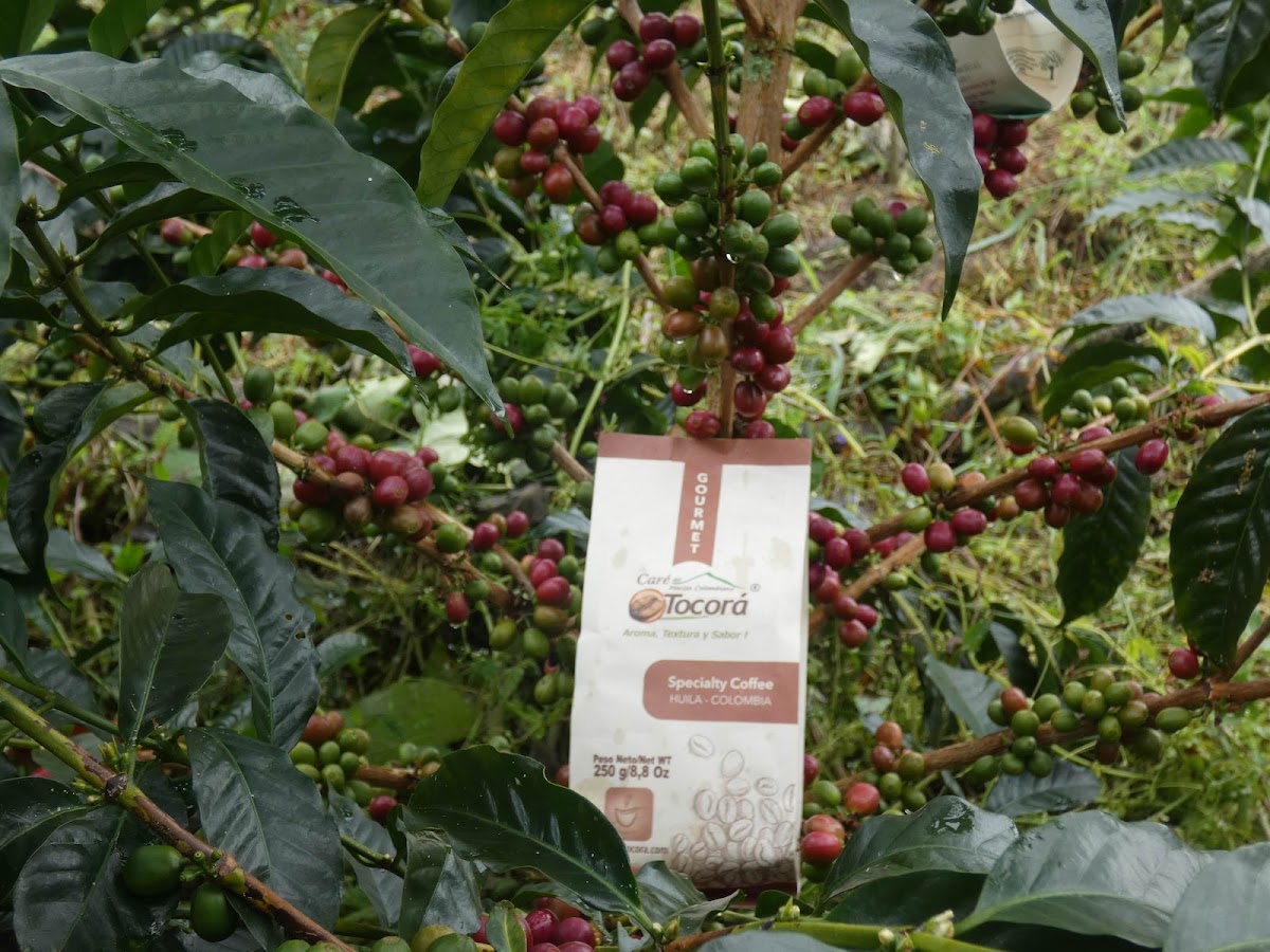 Café Tocorá Zomac. S.A.S.