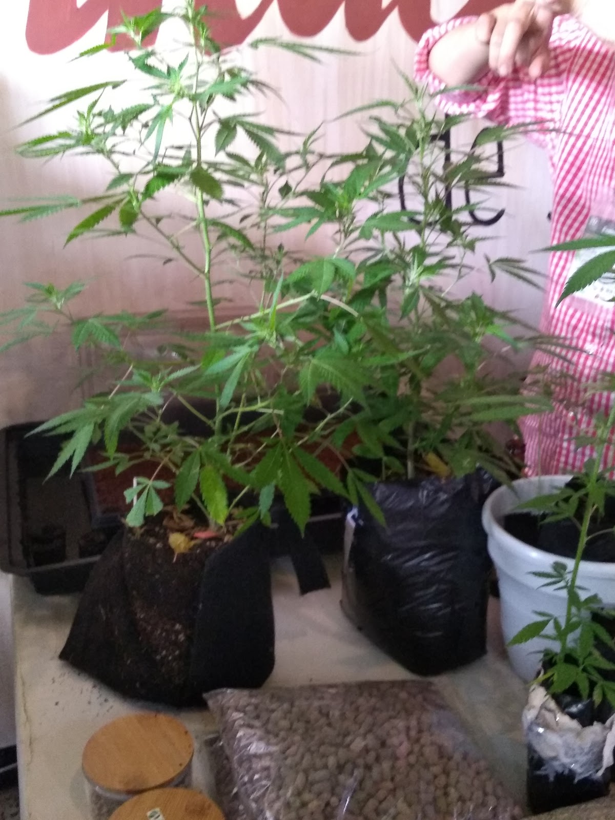 Cannabia