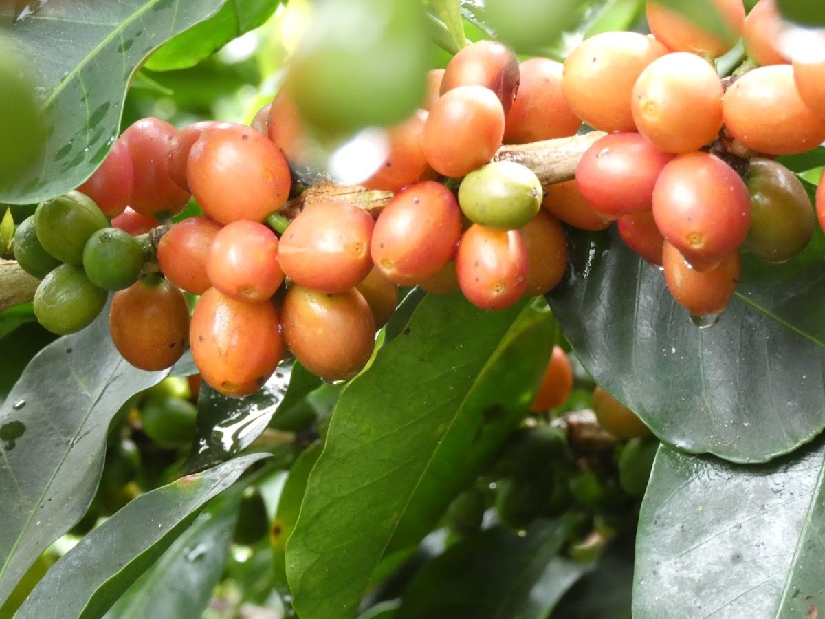 Coffee Beans Chile