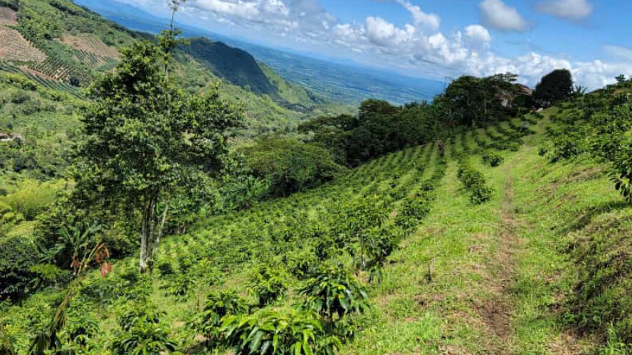 Mahusa coffee