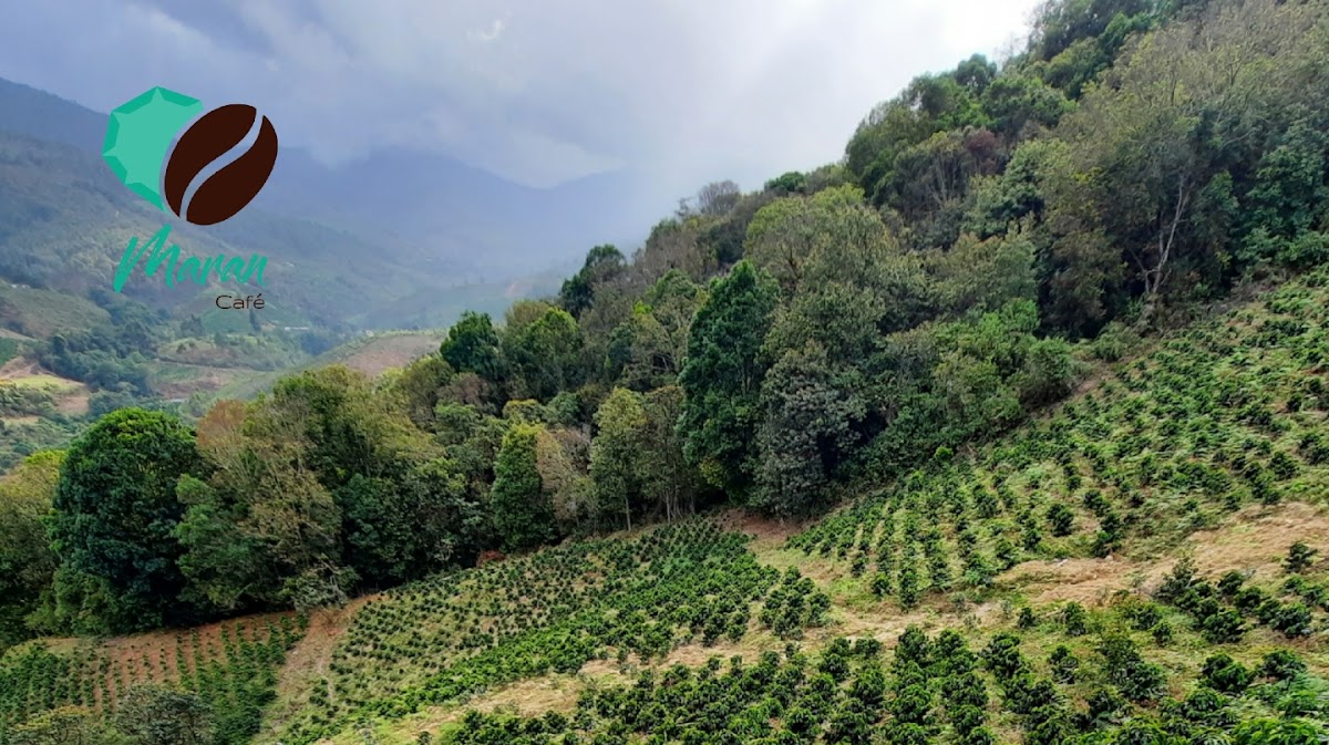 Maran Café Huila