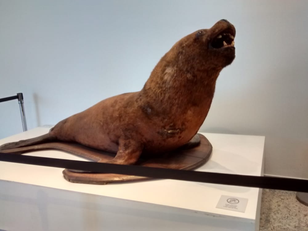 Museo Malvinas