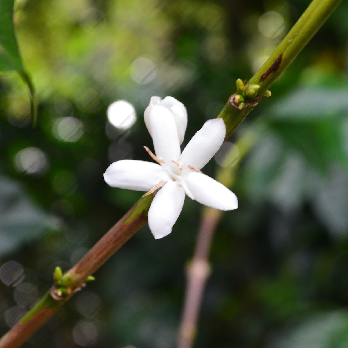 Native Root Coffee