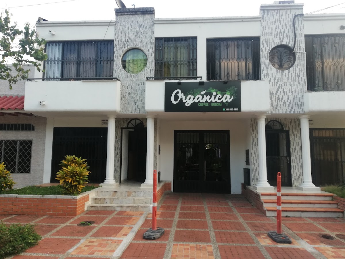 Orgánica Coffee Bonsai