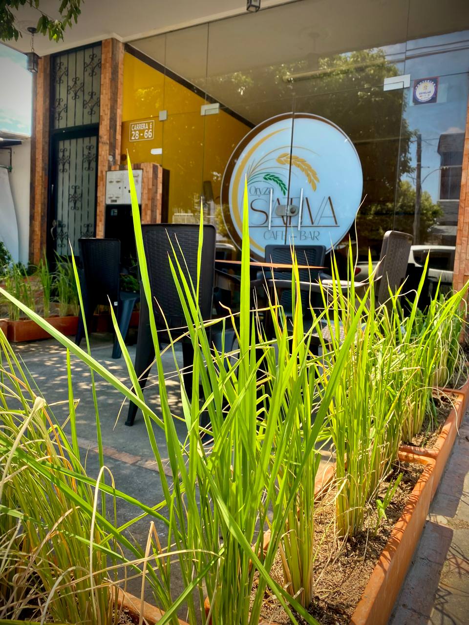 Oryza Sativa Café Bar
