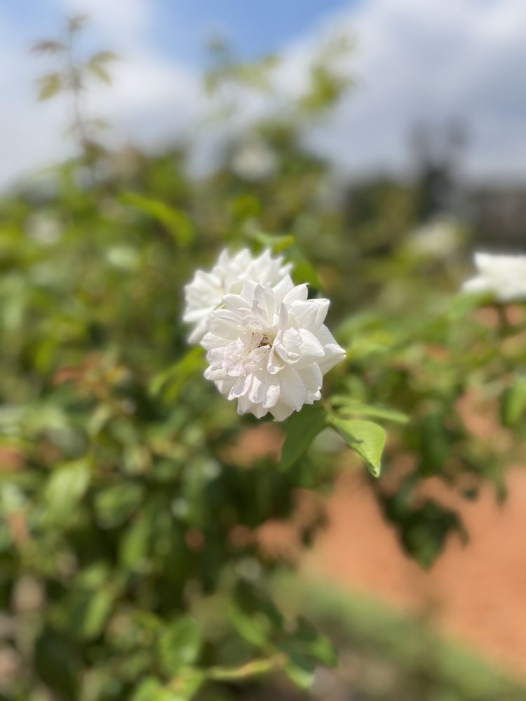 Rosedal