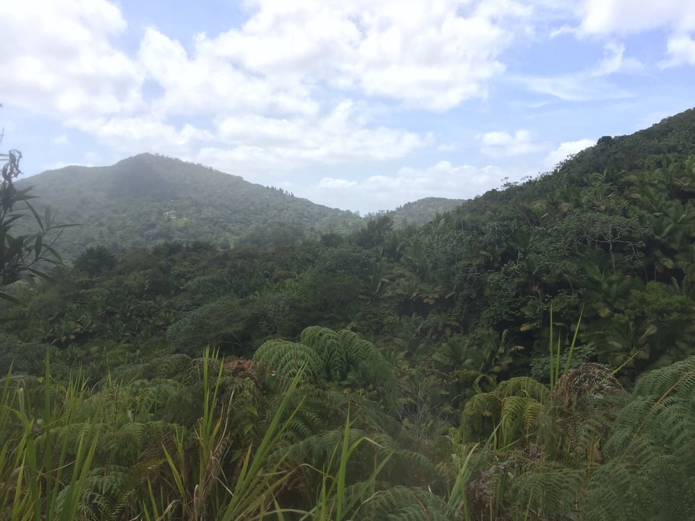 Toro Negro Forest