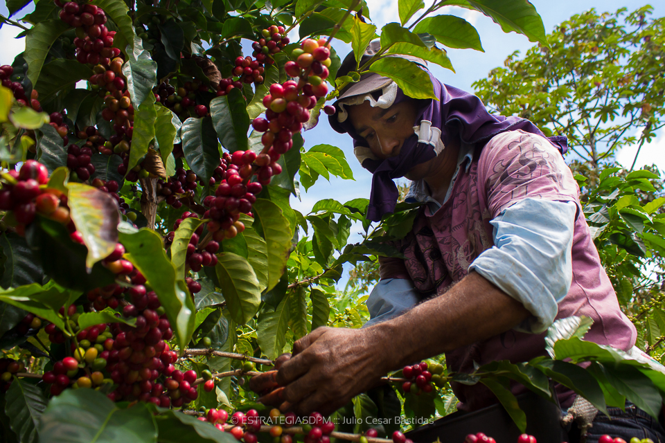 Valle Del Café
