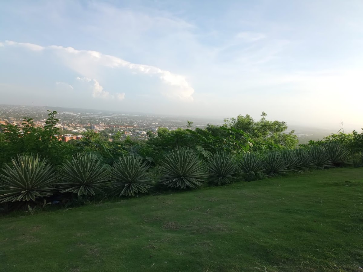 Yuccavenas