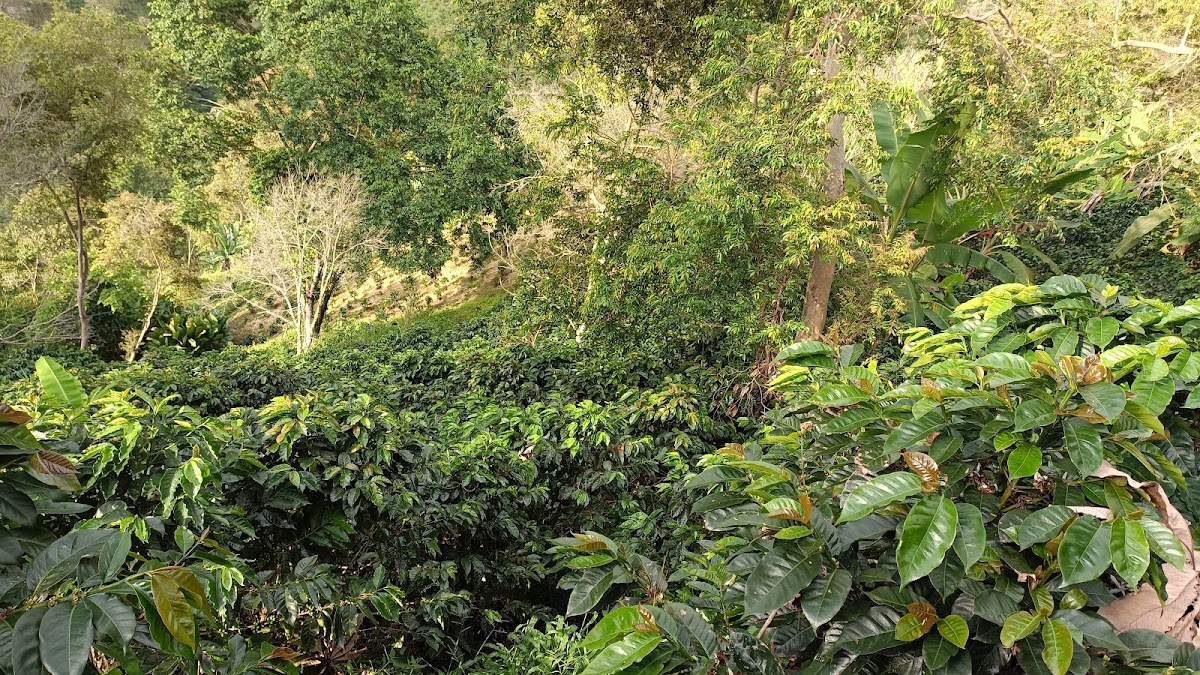 finca la independencia